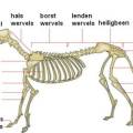 honden_skelet.jpg