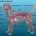 bloedsomloop_hond.jpg